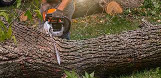 How Our Tree Care Process Works  in  University Park, TX