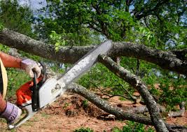 Best Stump Grinding and Removal  in University Park, TX