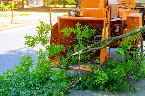 Best Lawn Maintenance Plans  in University Park, TX