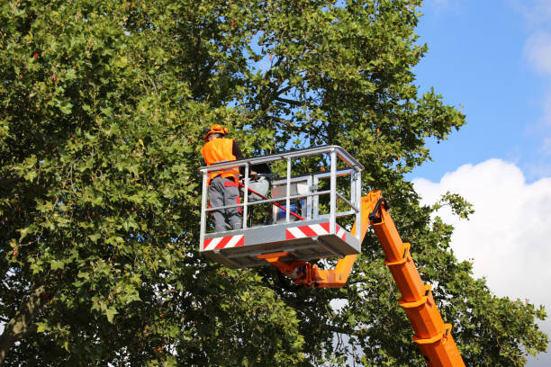 Best Firewood Processing and Delivery  in University Park, TX