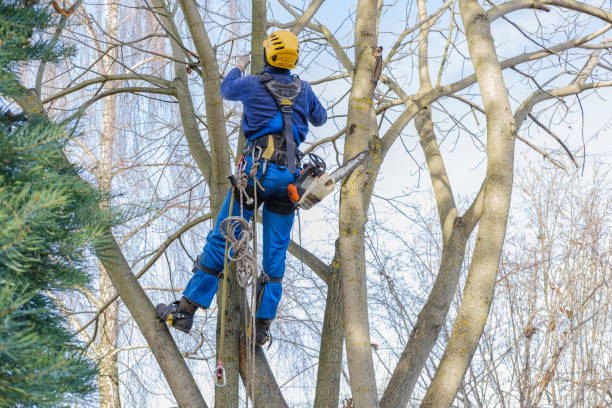 Best Tree Cabling and Bracing  in University Park, TX
