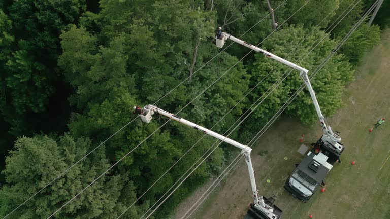 Best Emergency Tree Removal  in University Park, TX