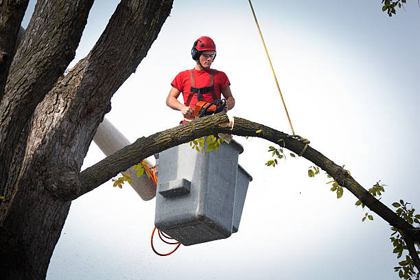 Best Root Management and Removal  in University Park, TX
