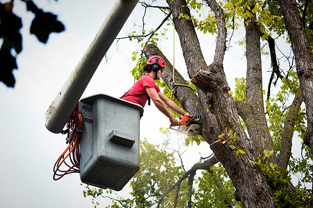 Best Palm Tree Trimming  in University Park, TX