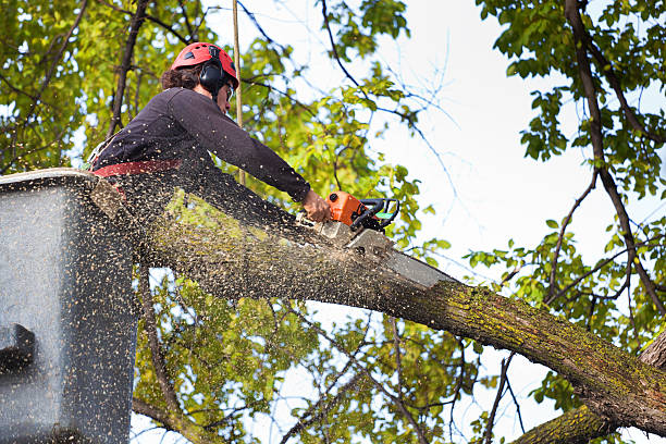 Best Tree Disease Treatment  in University Park, TX