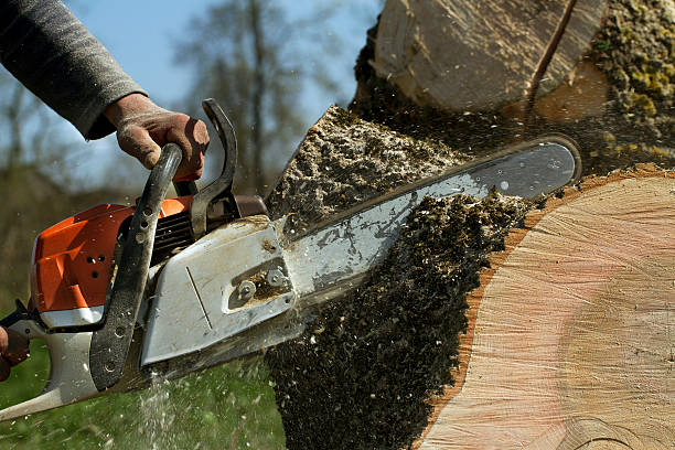 Trusted University Park, TX Tree Services Experts